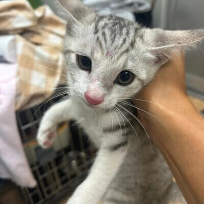 カヤ【ちびびの森シェルター】