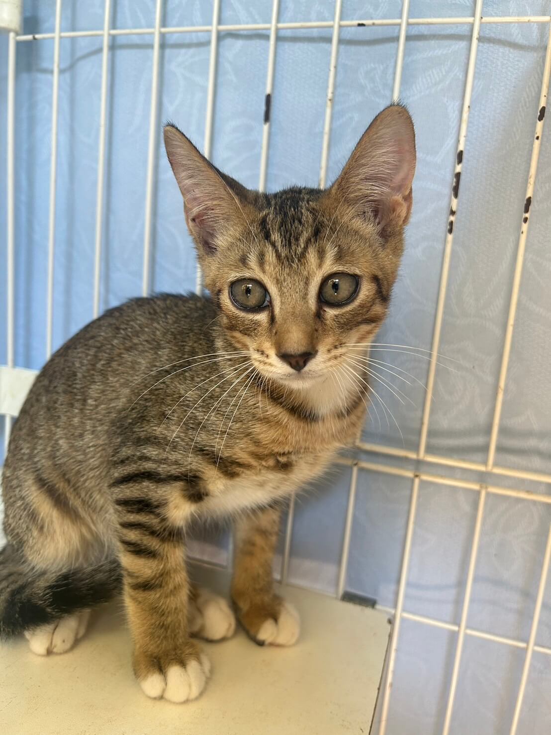 ターボ【キャットプラザ西葛西】 | ネコリパブリック｜日本の猫の殺