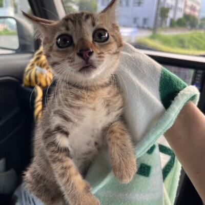 レモングラス【ちびびの森シェルター】→シトラ