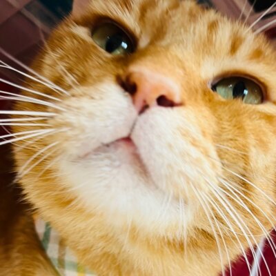                                 にゃん太郎【谷中店】