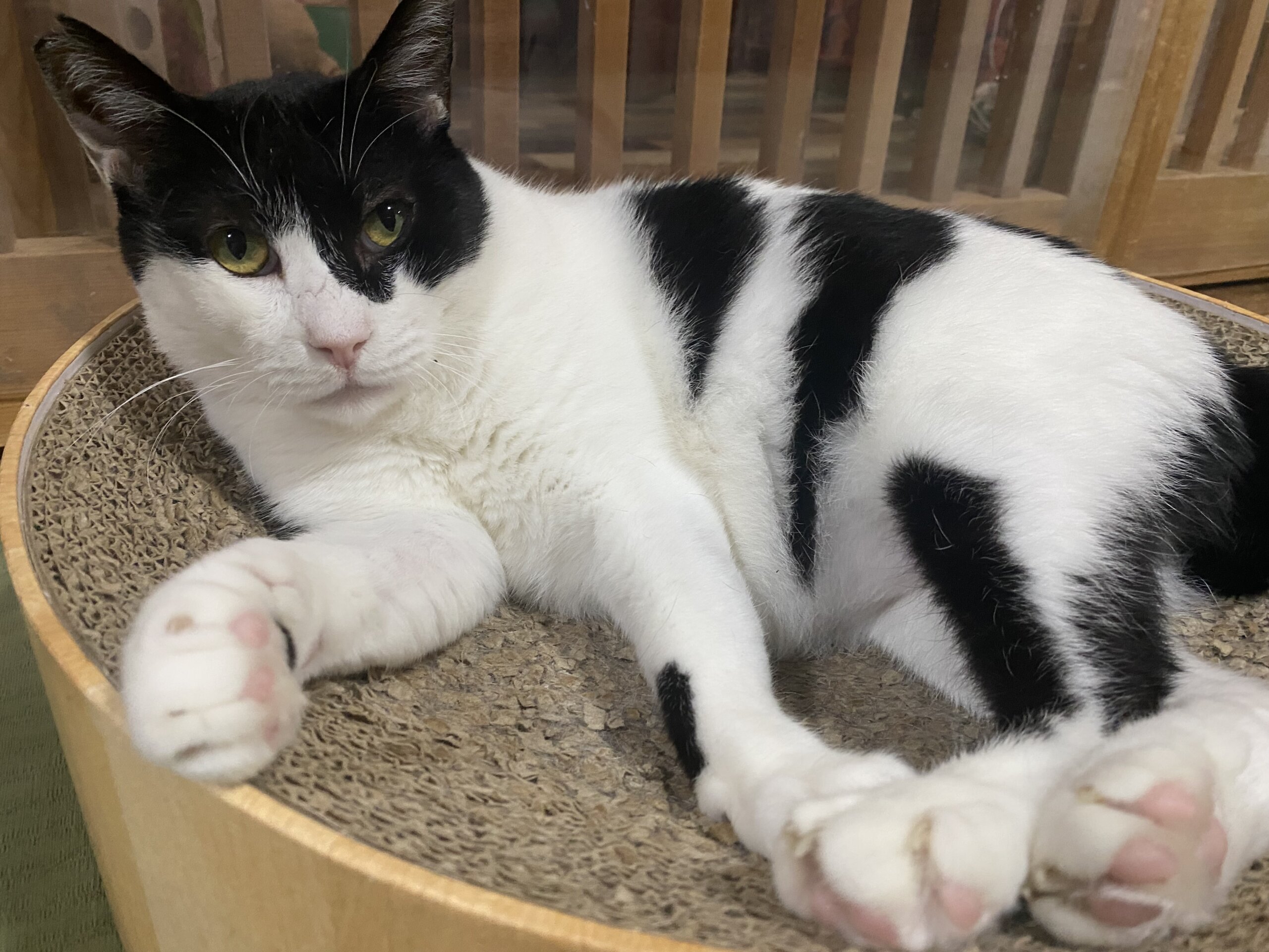 お茶の水〜くの〜】 | ネコリパブリック|日本の猫の殺処分を お茶の水〜くの〜】 | ネコリパブリック|日本の猫の殺処分を