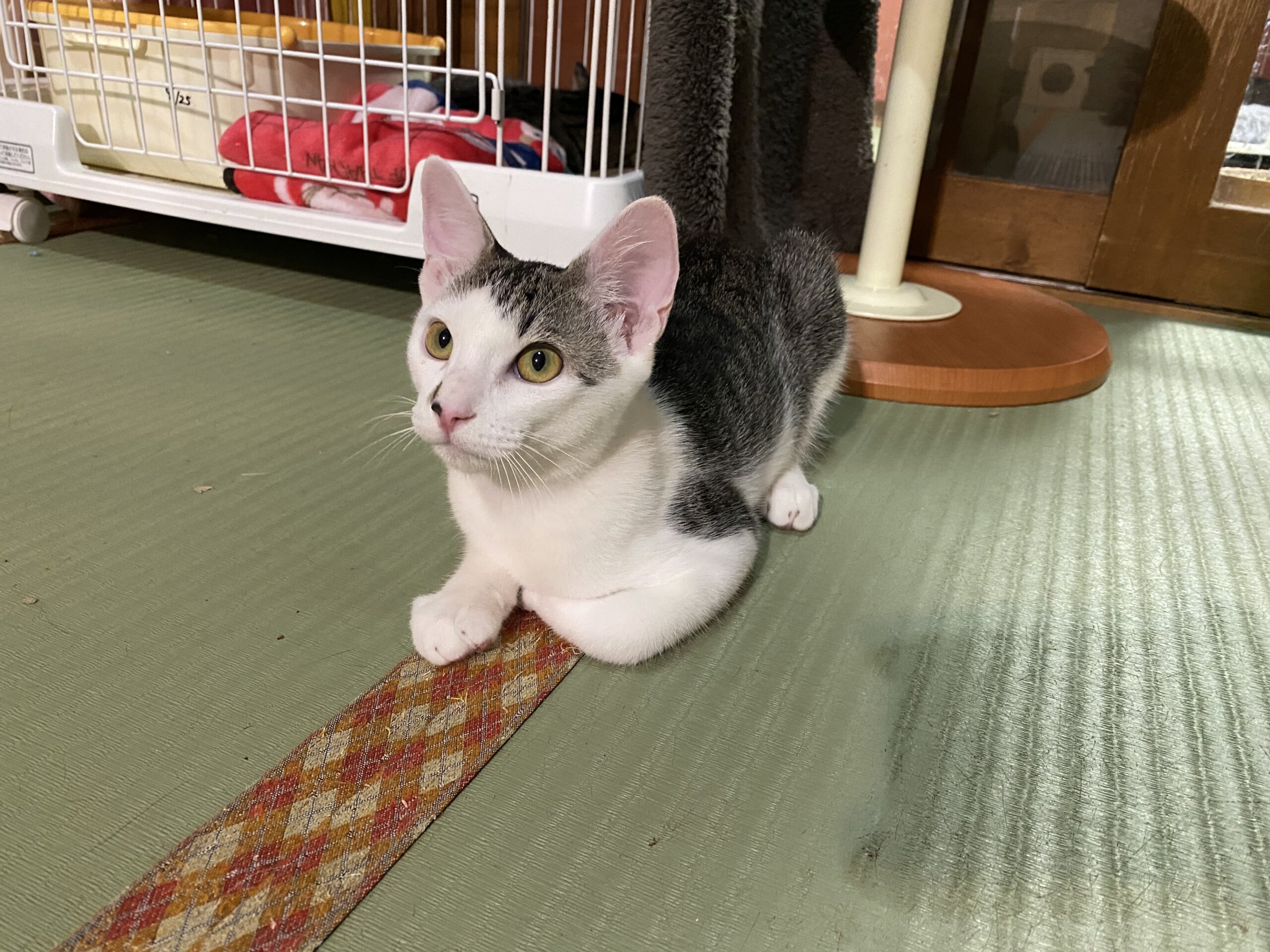 碧きレオナ　12歳 四万十(しまんと)【お茶の水】 | ネコリパブリック｜日本の猫の殺処分をゼロに！