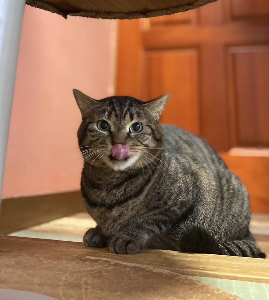 TARAKO生写真（ファンクラブ公式写真：当時物）