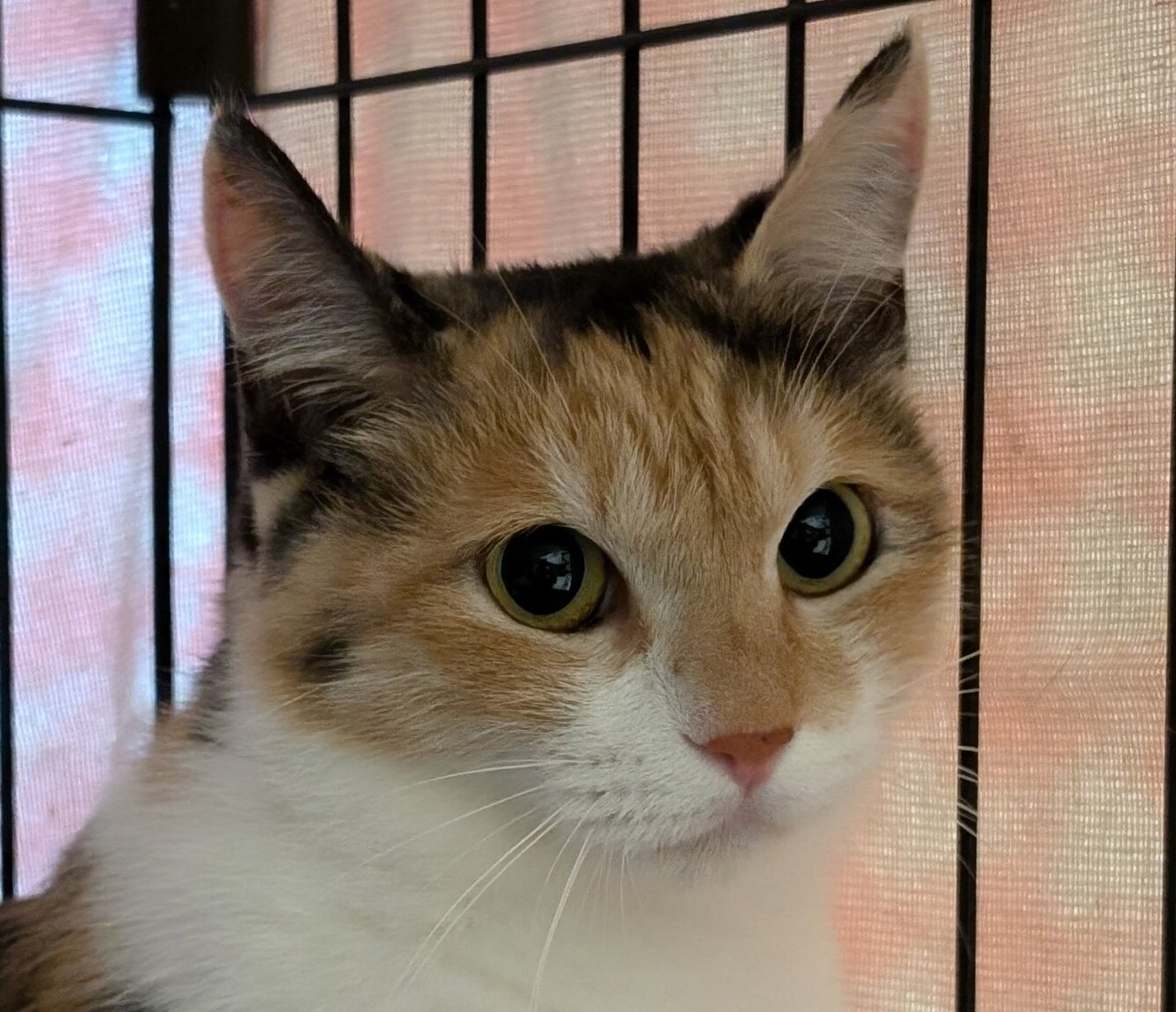 美海(みみ)【池袋】 | ネコリパブリック｜日本の猫の殺処分をゼロに！