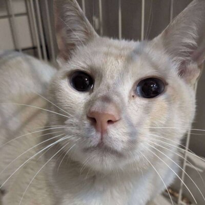                                 信玄→クラム【大阪ねこ浴場】