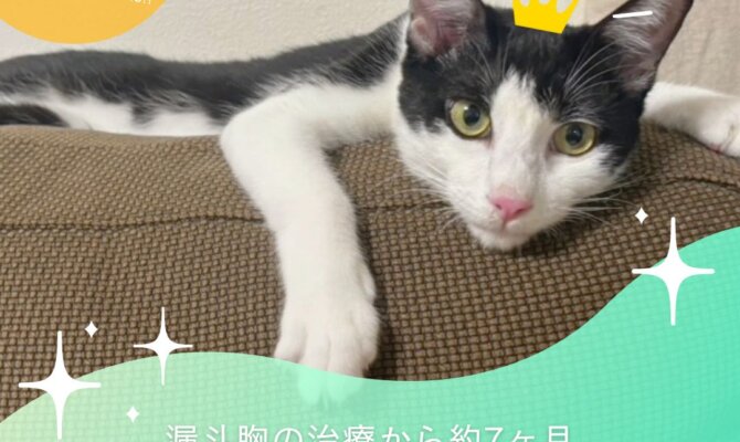 祝❗漏斗胸のソヌ君、ついに正式譲渡へ😺✨