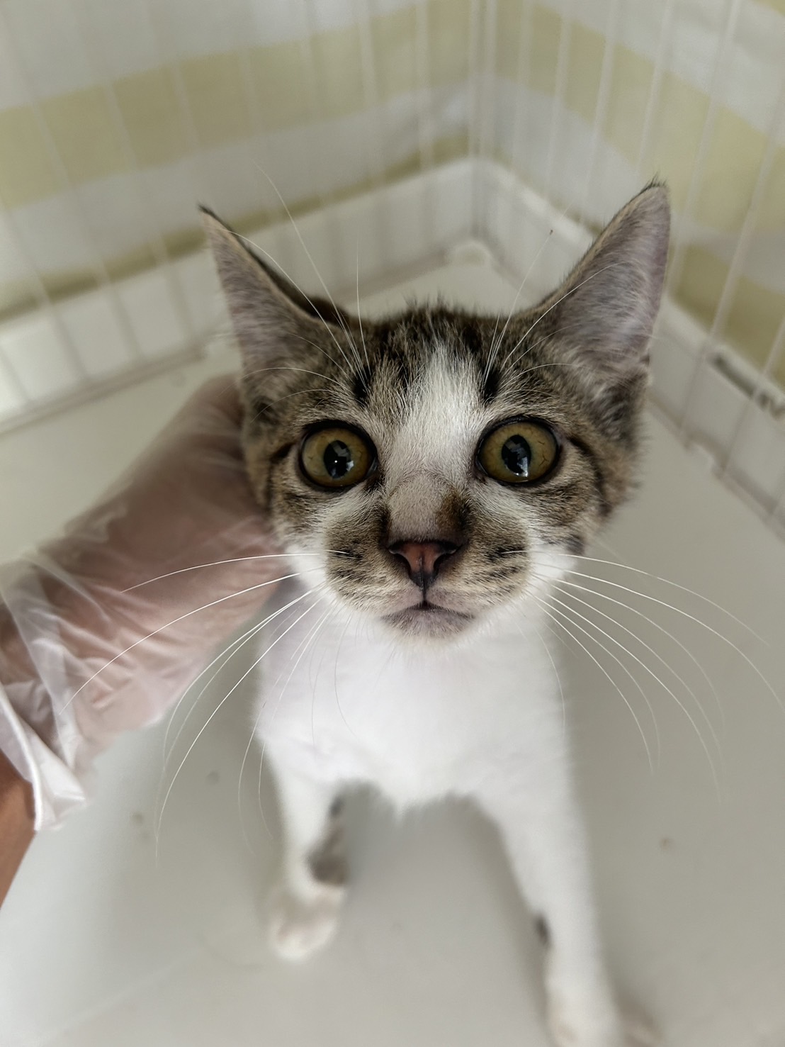 名和さん【岐阜店】→ナナ | ネコリパブリック｜日本の猫の殺処分を