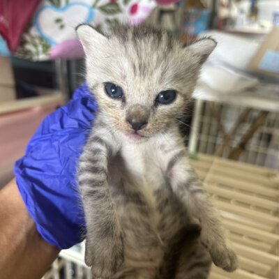 キャンベル【ちびびの森シェルター】→ラッシュ