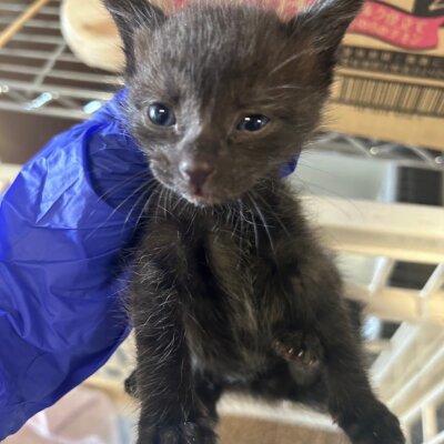                                 パワー【ちびびの森シェルター】→ドラコ
