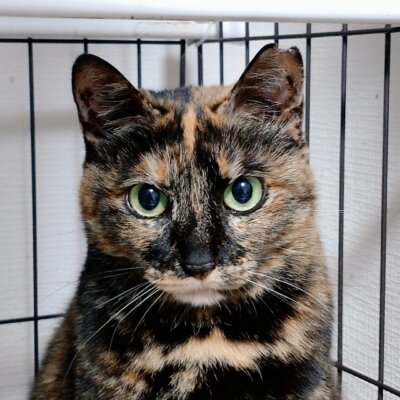                                 サラン【大阪ねこ浴場】