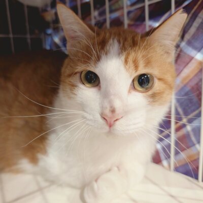                                 茶々【大阪ねこ浴場】