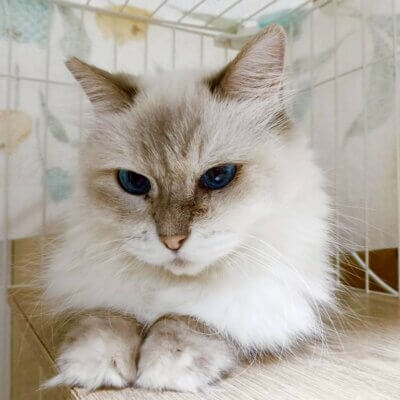                                 あんぽ【高円寺】