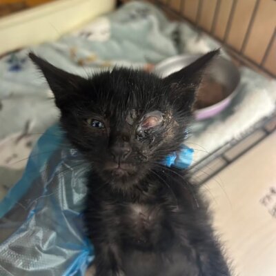 端和(たんわ)→てん【大阪ねこ浴場】