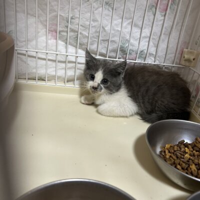                                 ぱく【岐阜店】→しぐれ
