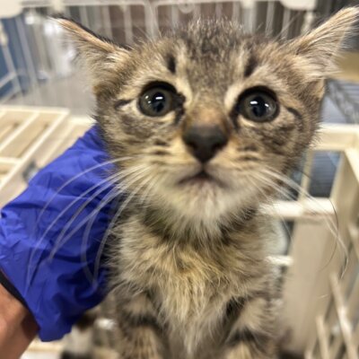 コーンスネーク【岐阜店】→モカ