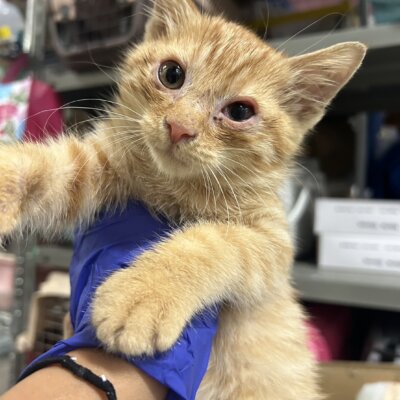                                ベア【ちびびの森シェルター】→とら