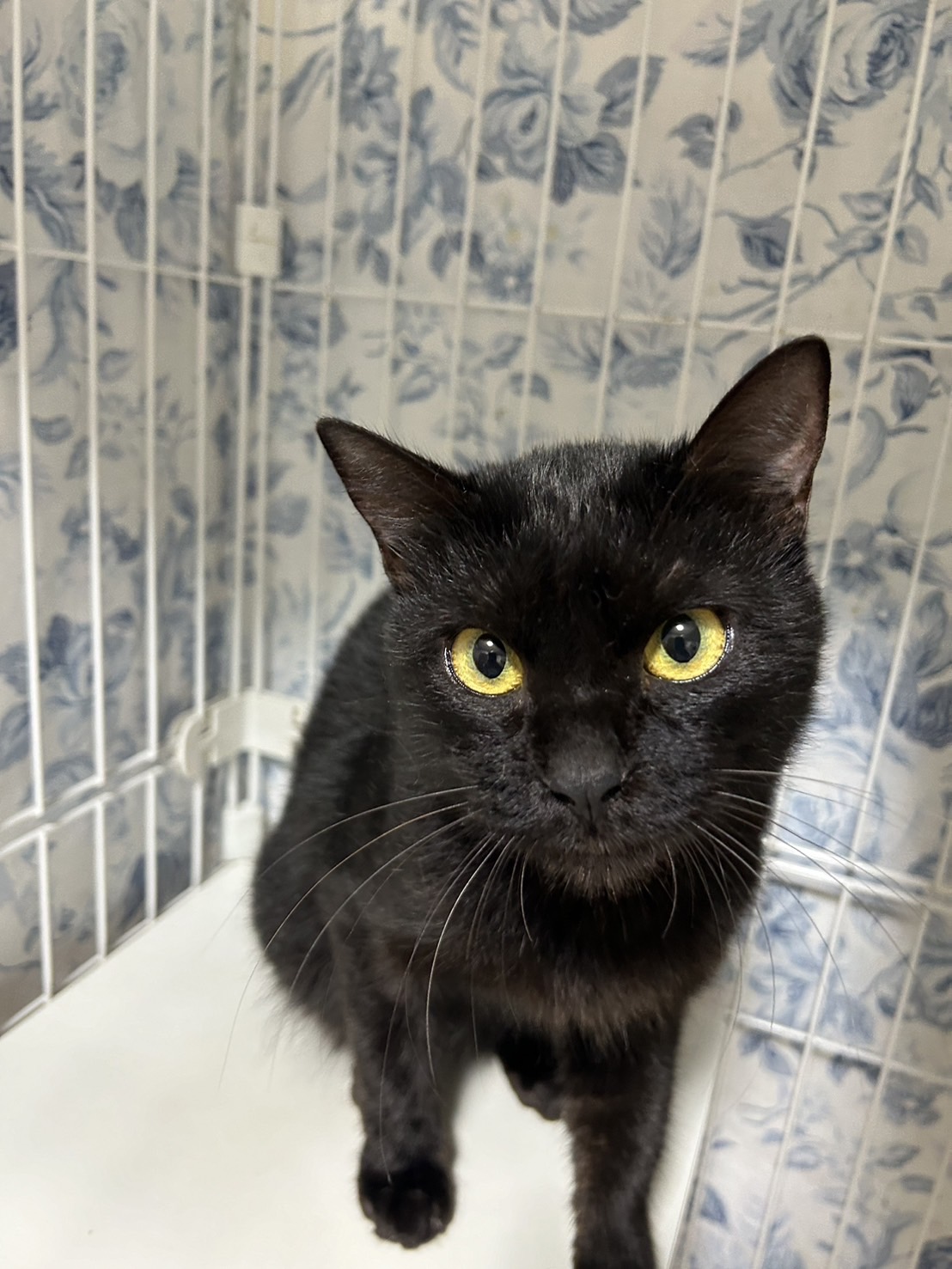 臆病猫　リバティガウチョ リバティー【谷中店】→うに | ネコリパブリック｜日本の猫の殺処分を