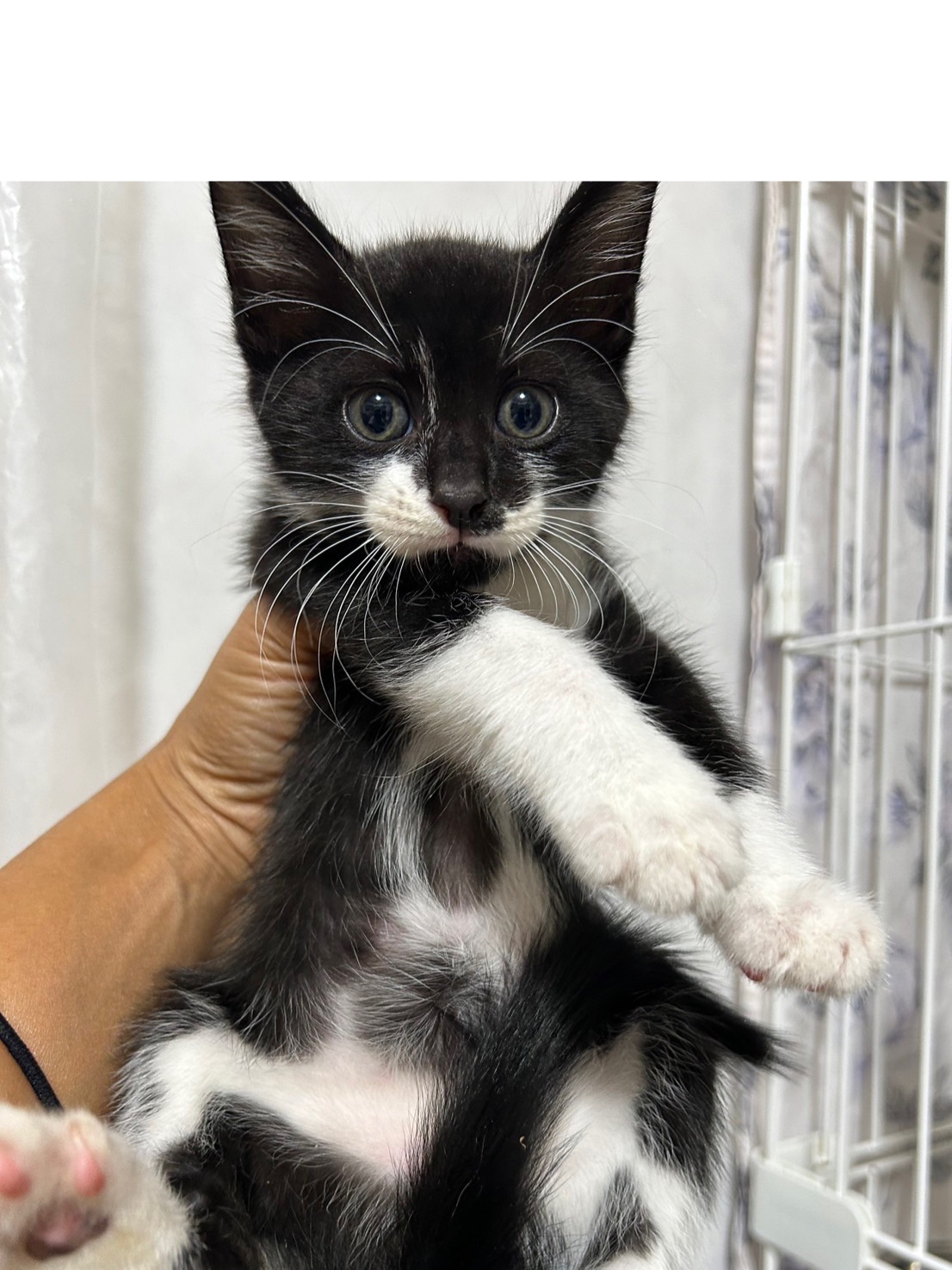 ひだか【岐阜店】→クロ | ネコリパブリック｜日本の猫の殺処分をゼロに！