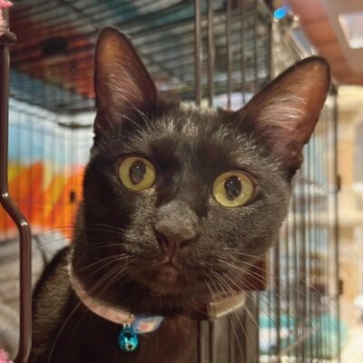                                 フィー【大阪ねこ浴場】