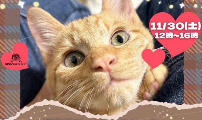 保護猫カフェから参加！岐阜で家族を探す保護猫譲渡会＠オアシスパーク
