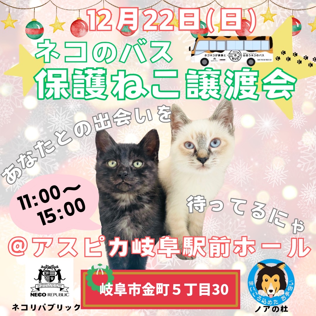 新しい家族になる準備はできている！12月の保護猫譲渡会🐈岐阜店