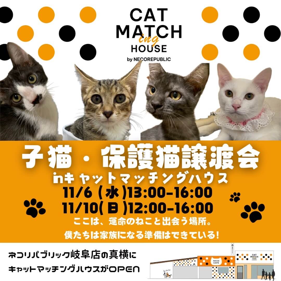 元気いっぱい子猫たちと運命の出会いを！キャットマッチングハウスで