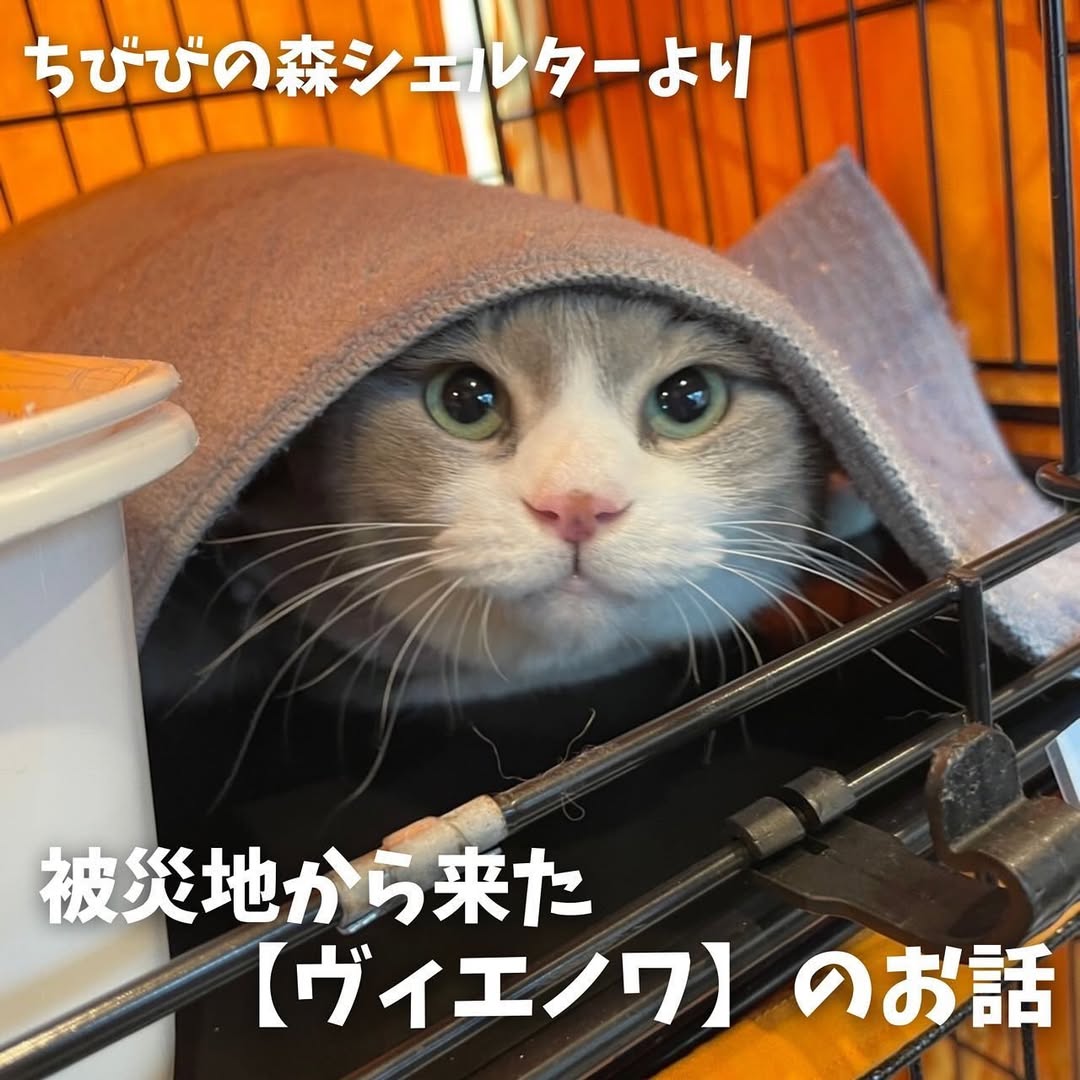 ハロウィン、短毛シュシュ(シルバー)わんちゃん猫ちゃん用 ハロウィン、短毛シュシュ(シルバー)わんちゃん猫ちゃん用