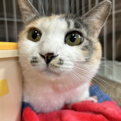                                 ミケ信長【谷中店】