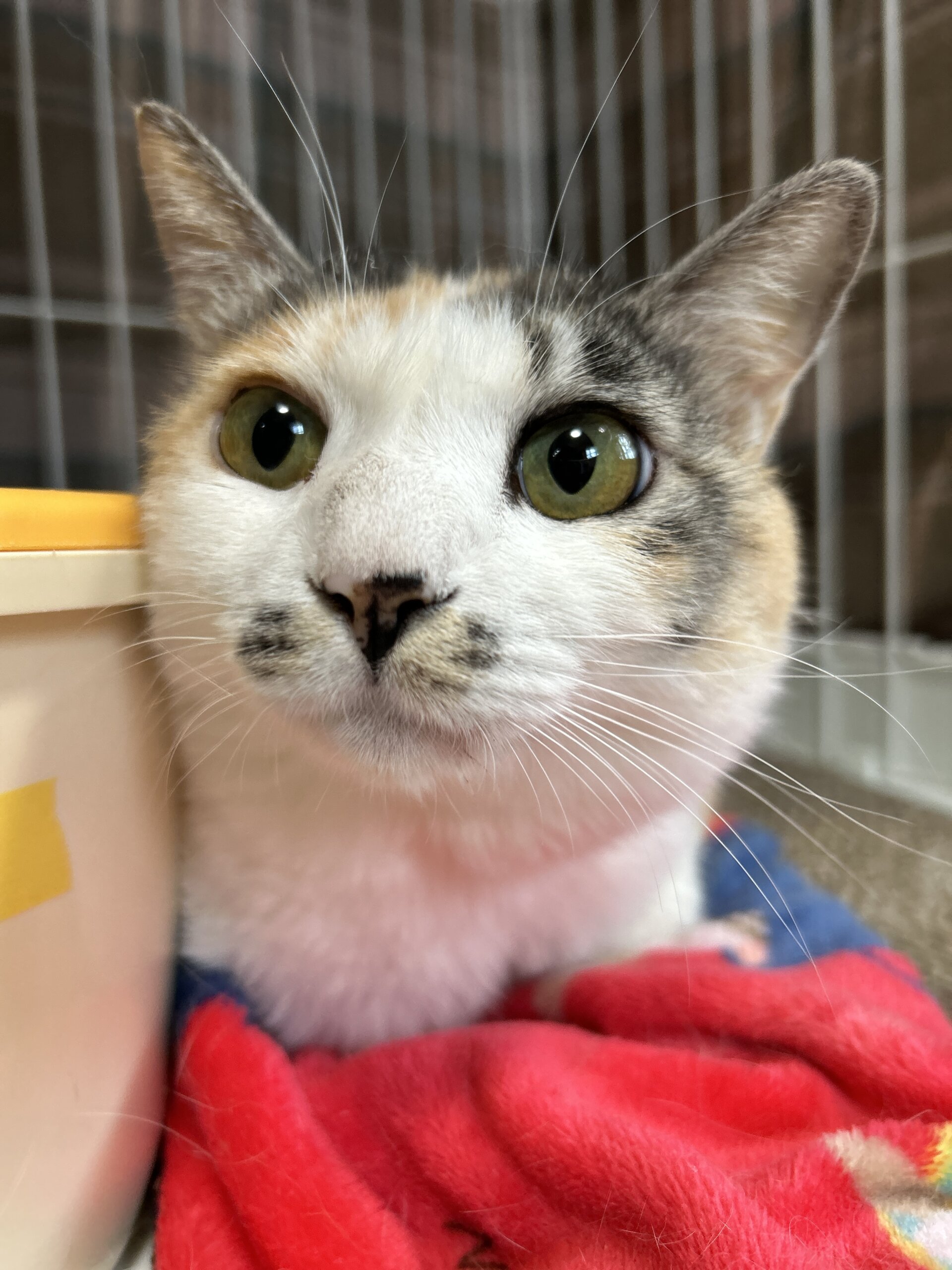 ミケ信長【谷中店】→との | ネコリパブリック｜日本の猫の殺処分を