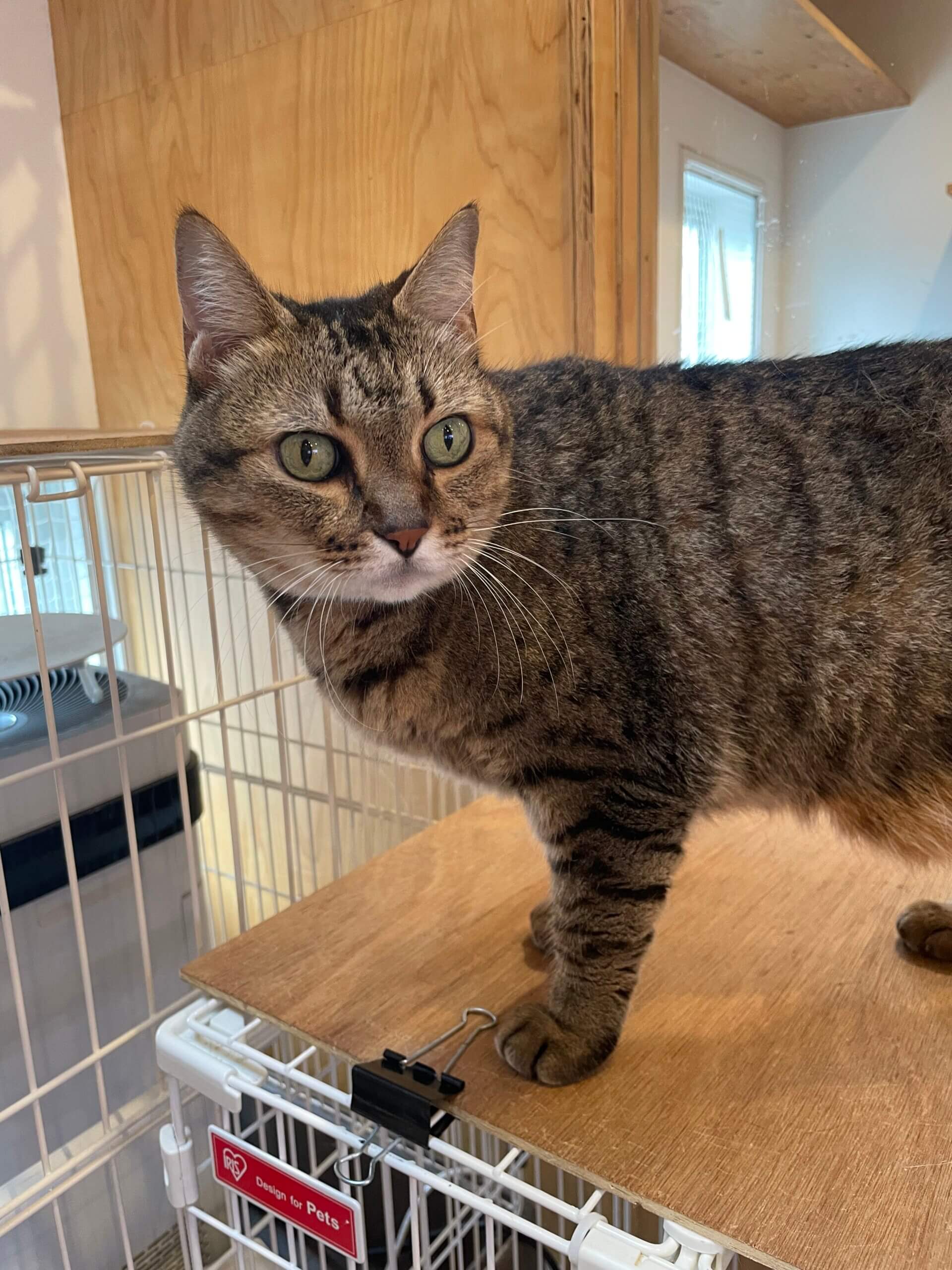 みっちゃん専用 hope+serenity