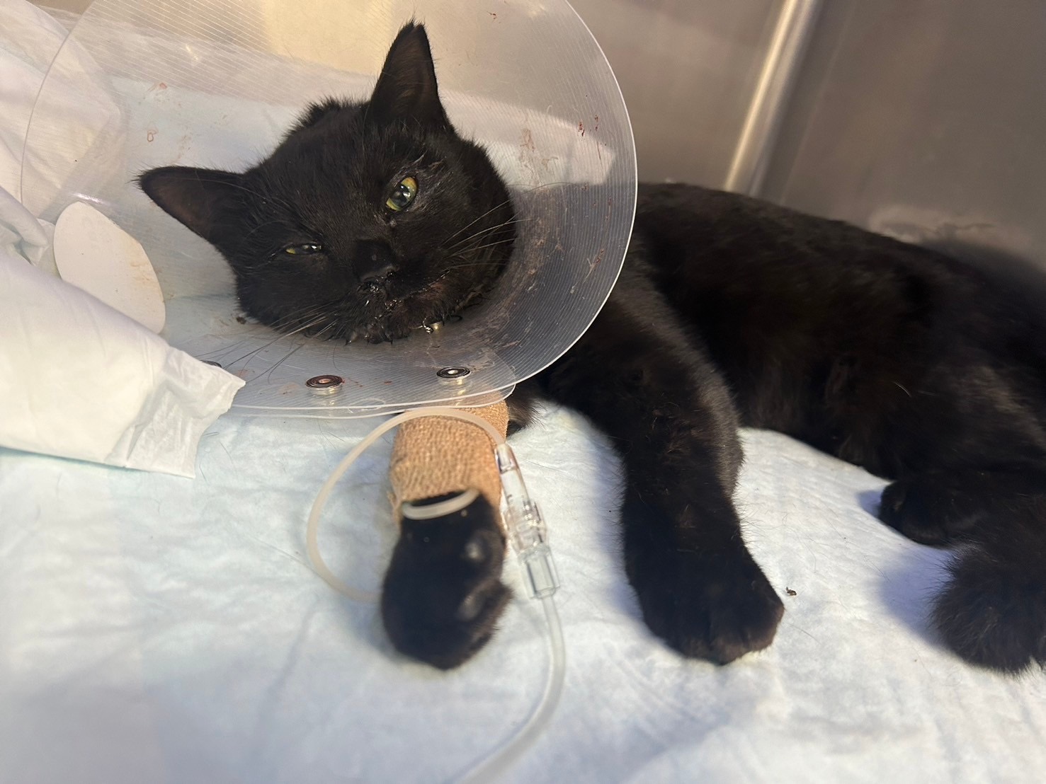 タイムセール　バカラ　ネコ　フィギュリン　アクロバットキャット　猫　ねこ　廃盤 金運を招くラッキーキャット｜TANKA 羽織黒猫（小・右手） – PASS THE