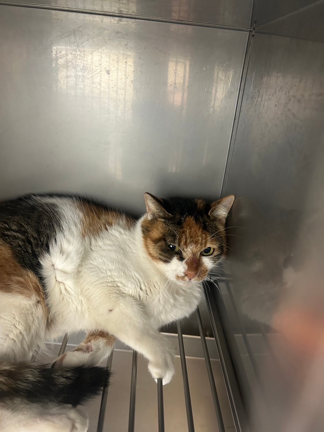 Down Ta Erf ※三毛猫様、専用です。 ねこ様