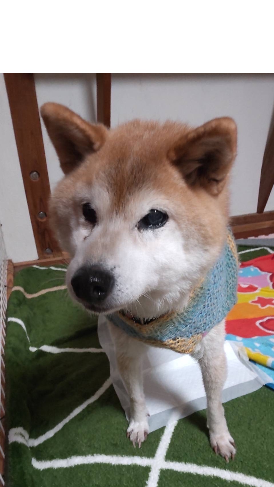 2代目犬のこたろう【ちびびの森シェルター】 | ネコリパブリック｜日本