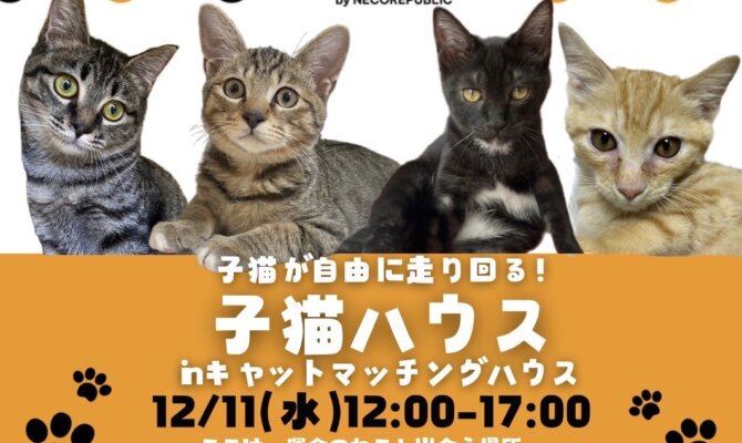 元気いっぱいの子猫を家族に！キャットマッチングハウスで譲渡会を開催🐈✨