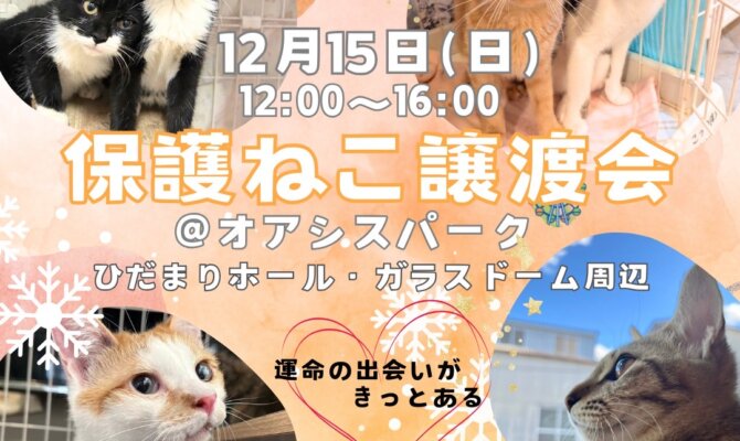新たに保護猫を家族に迎えませんか？保護猫譲渡会＠オアシスパーク