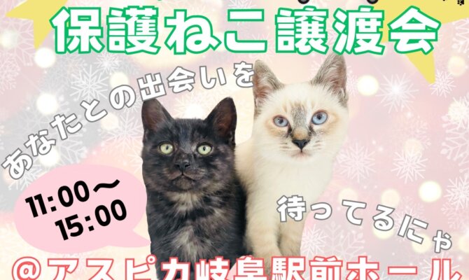 今年最後の出会いのチャンス！保護猫譲渡会＠アスピカ岐阜駅前ホール