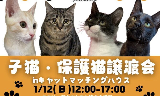 2025年も保護猫の幸せを繋ぐ！保護猫譲渡会＠岐阜🐈✨