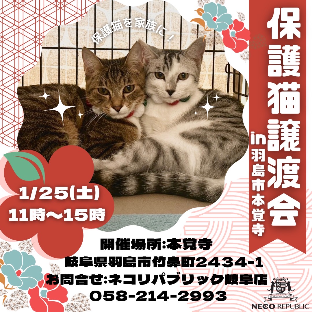 運命のねこ」と出会える特別な日🐾保護猫譲渡会＠羽島市本覚寺