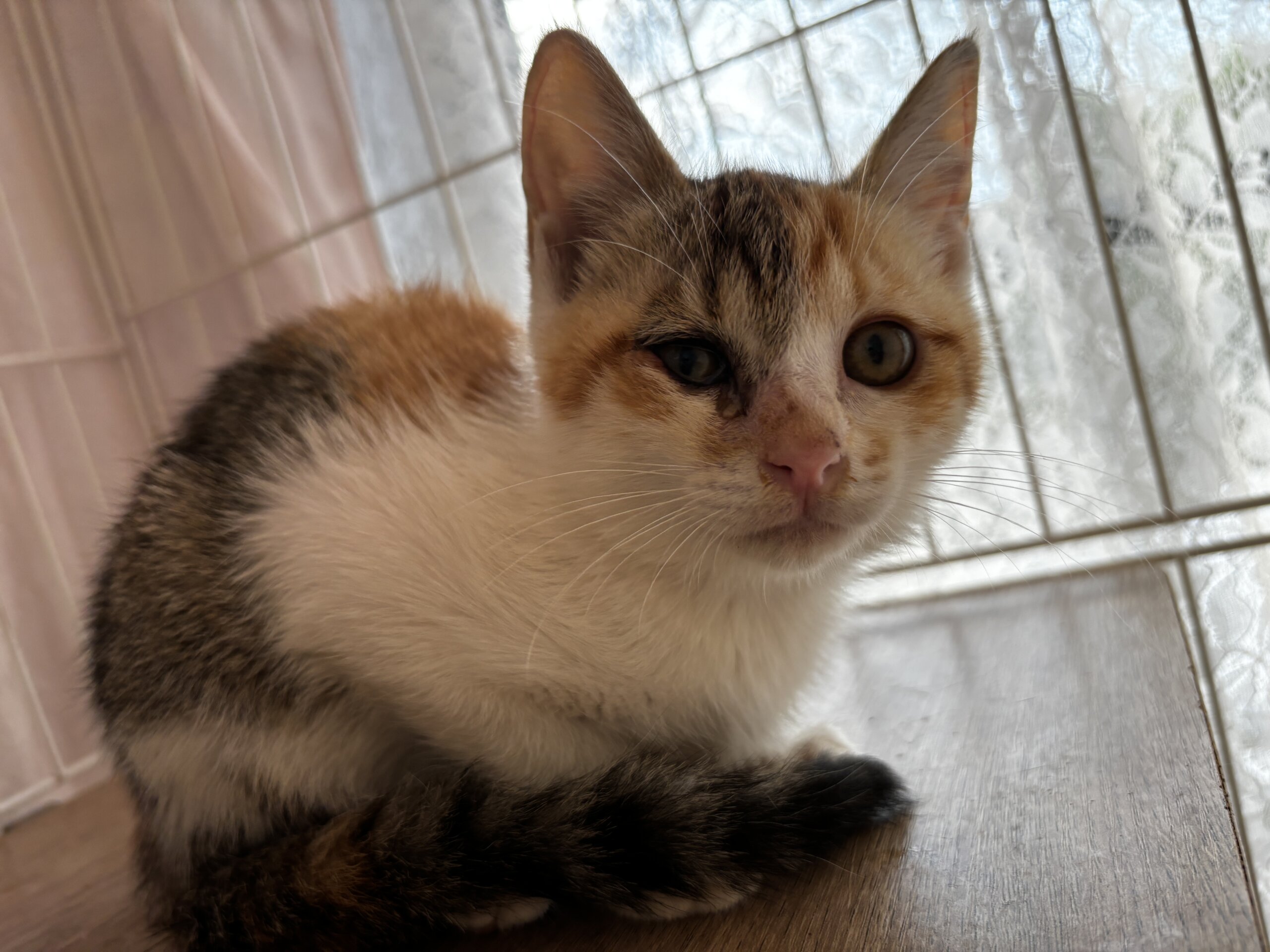 クリオネ【飛騨】 | ネコリパブリック｜日本の猫の殺処分をゼロに！