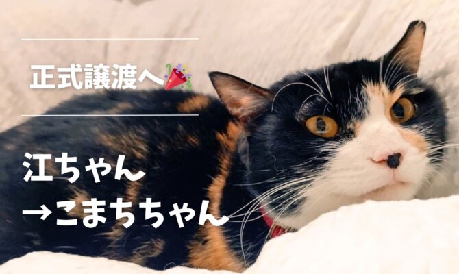 【正式譲渡🎉】江→こまちちゃん🪭