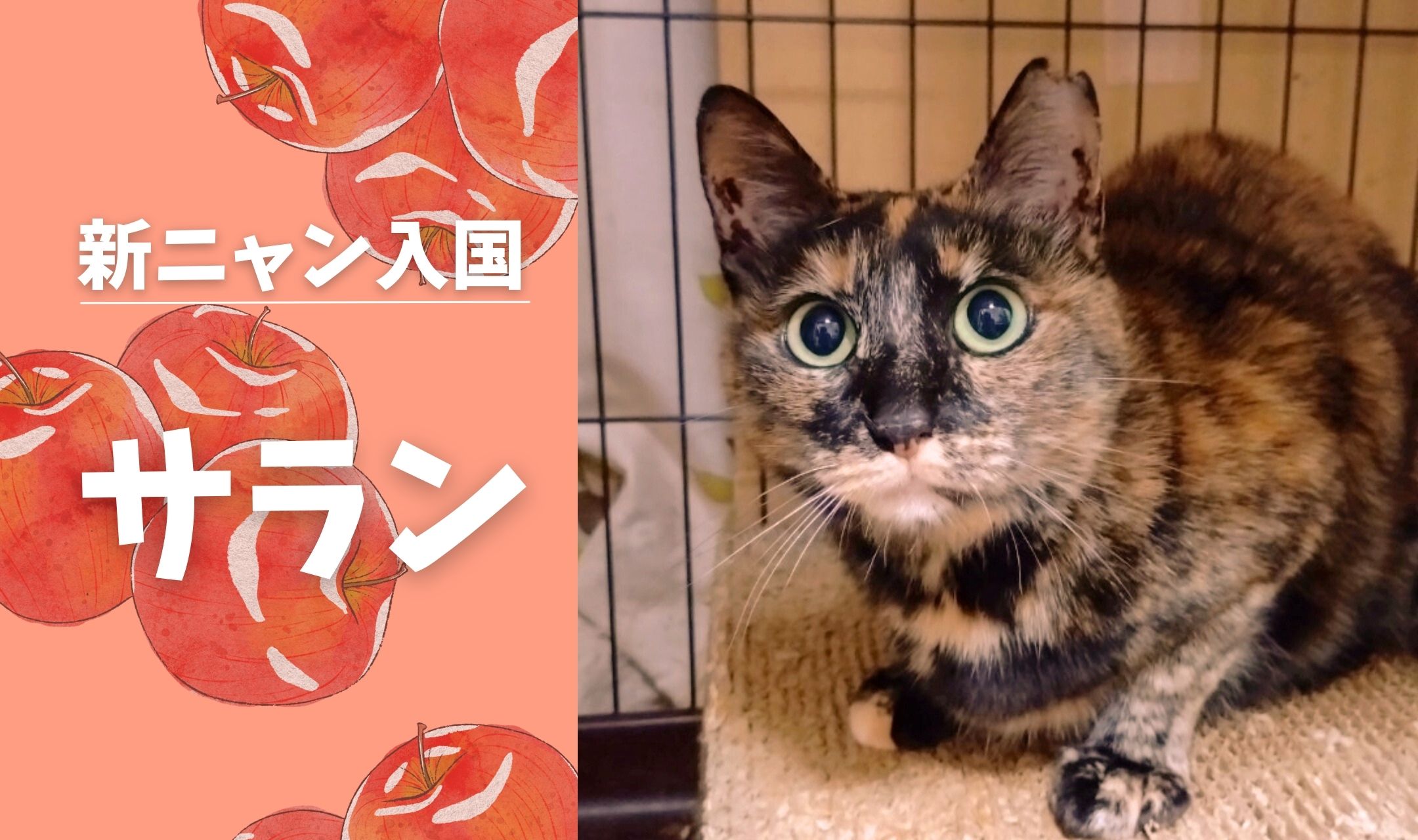 新ニャン入国🚩】りんご部屋に新たなサビガール登場⁉️【サランちゃん