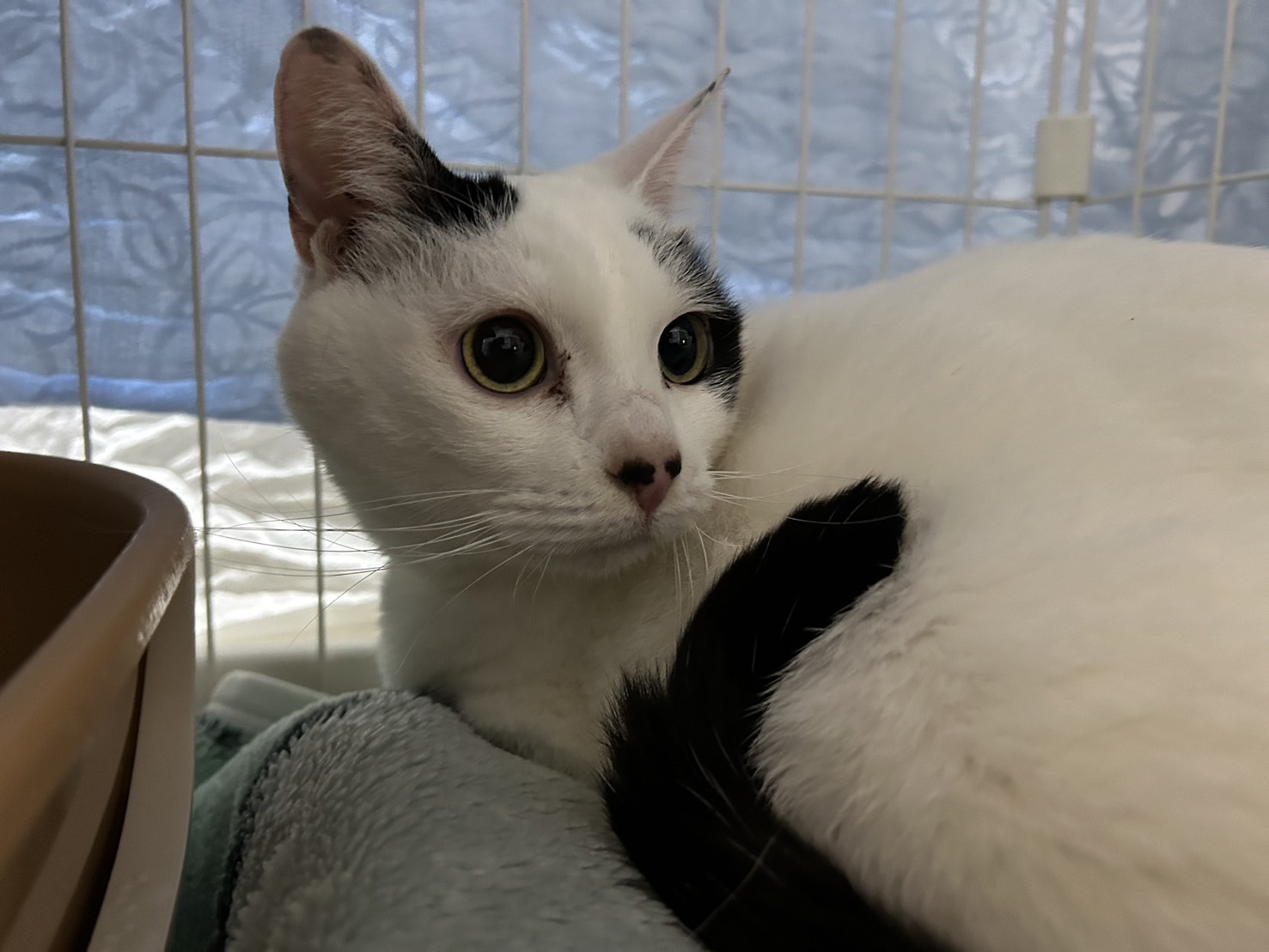 ハロウィン、短毛シュシュ(シルバー)わんちゃん猫ちゃん用 Amazon | rastar ハロウィン ねこ首輪 2色 首輪 シュシュ