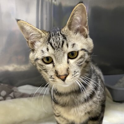 うろうろ【キャットプラザ西葛西】