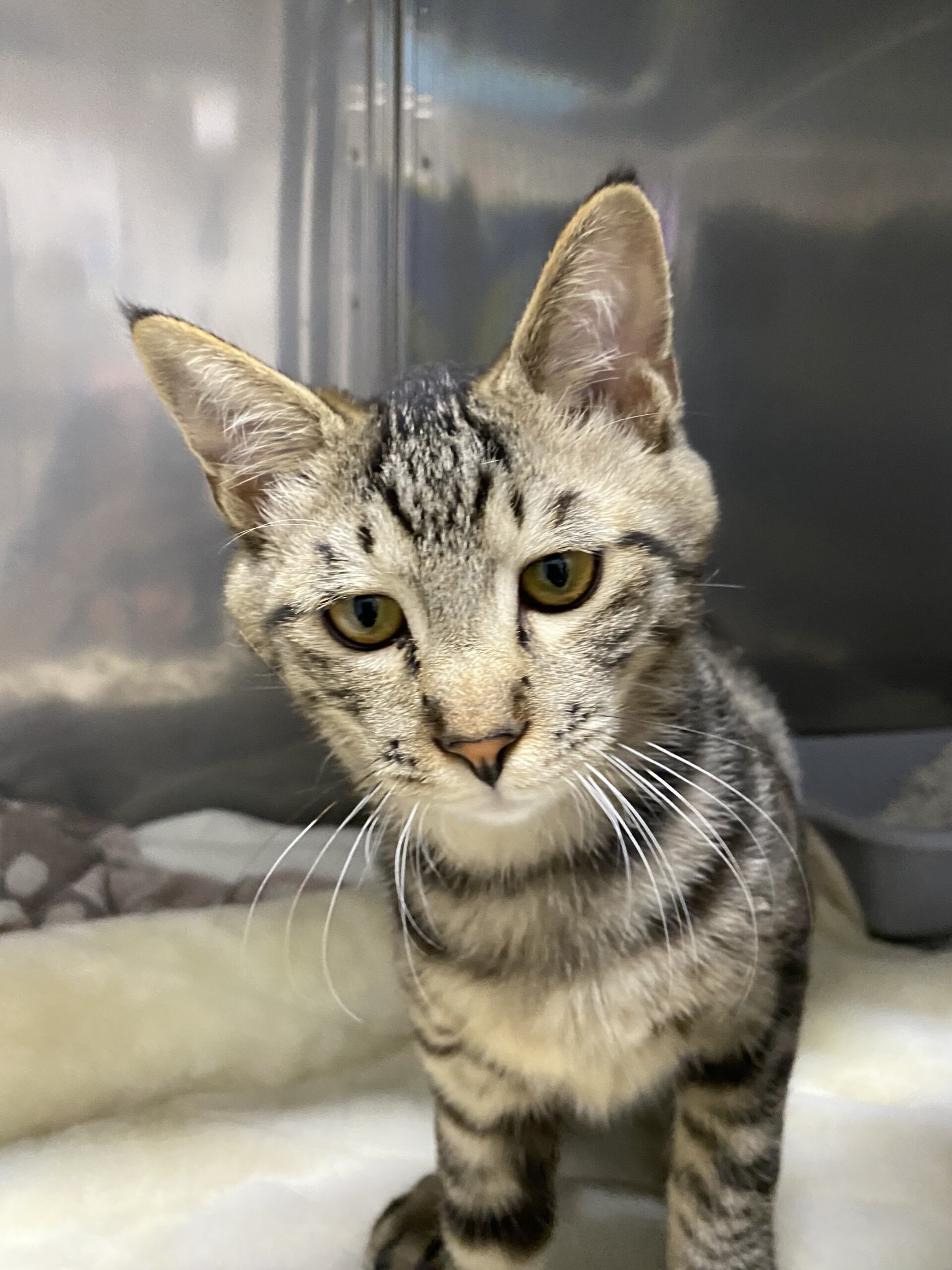 うろうろ→ウロスケ【キャットプラザ西葛西】 | ネコリパブリック