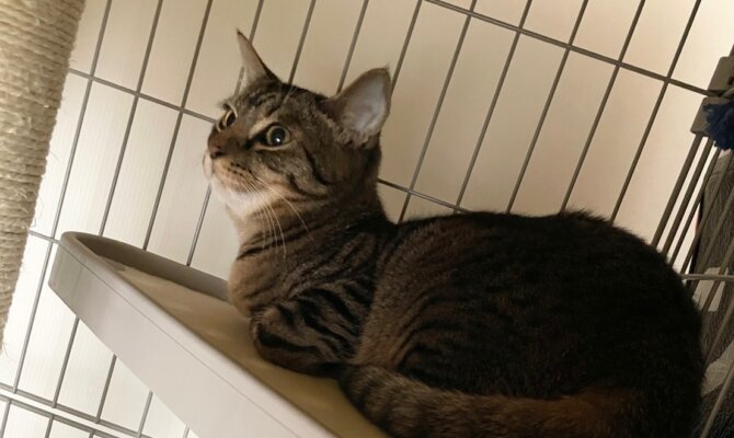 12/21ビビリからスリゴロに大変化😽ずんだもちがずっとのお家へ