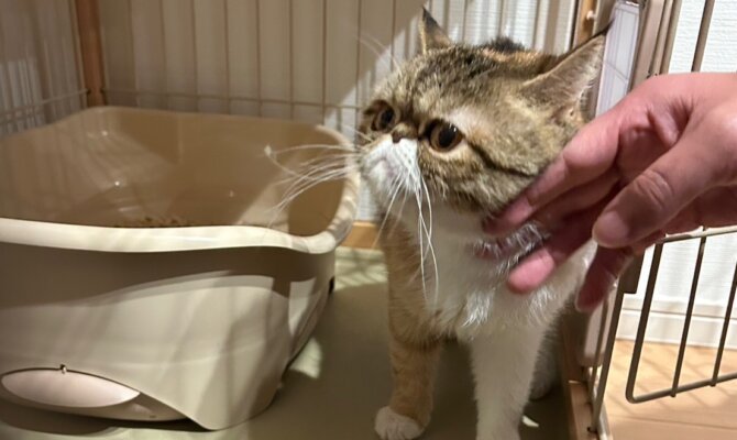 12/25🎁まるこ素敵なご家族の元へ