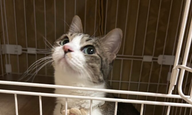 12/28ランちゃん😽被災地からたっぷり甘えられるずっとのお家🏠へ