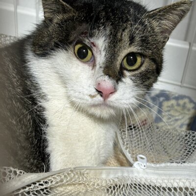 あらいぐま【ちびびの森シェルター】