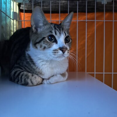 あやせ【ちびびの森シェルター】