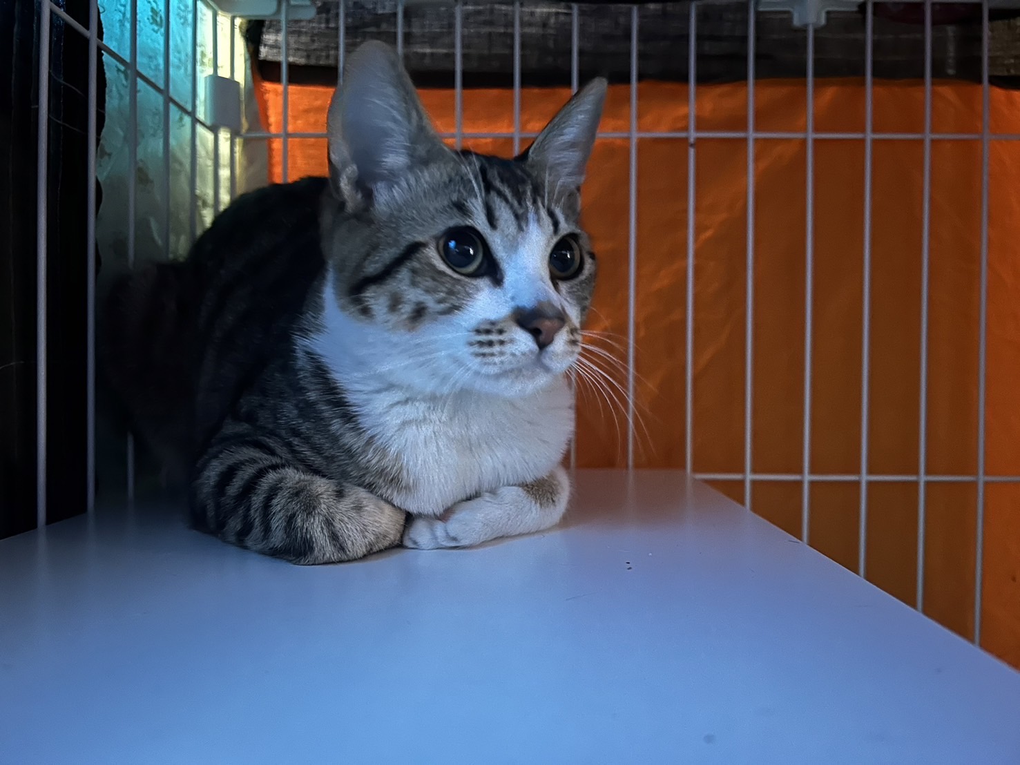 あやせ【ちびびの森シェルター】 | ネコリパブリック｜日本の猫の殺